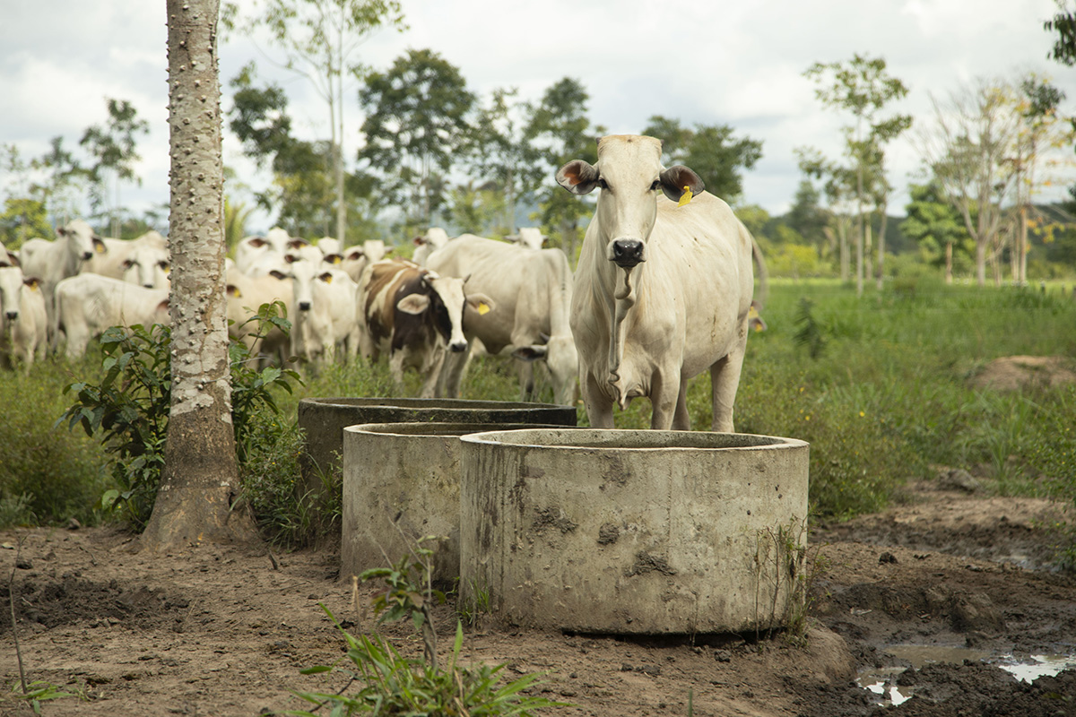 Ganadería de bajo carbono en Brasil